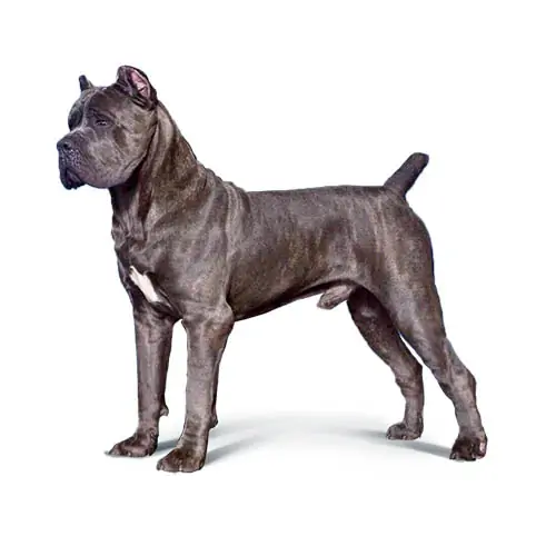 Cane Corso